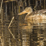 Canard souchet femelle